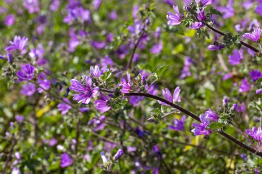 Yabani çiçek; Bilimsel adı: malva sylvestris