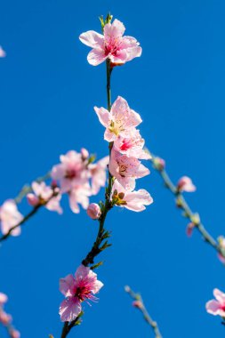 Baharda açan şeftali ağacı
