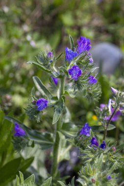 Echium plantagineum, Batı ve Güney Avrupa, Kuzey Afrika ve Güneybatı Asya 'ya özgü bir Echium cinsidir..