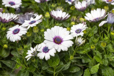 Osteospermum fruticosum çiçekleri tamamen çiçek açmış.