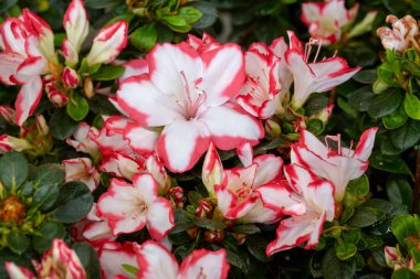 Azalea, Ericaceae (heatherb) familyasından bazı bitki türlerine verilen isimdir..