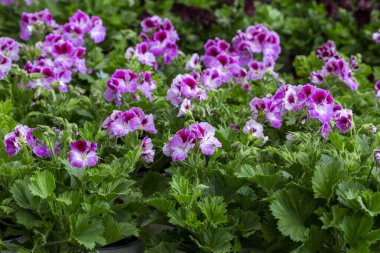 Kraliyet pelargonium çiçekleri - Pelargonium grandiflorum