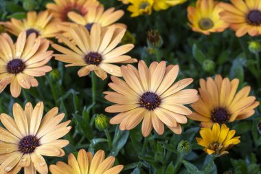 Osteospermum fruticosum çiçekleri tamamen çiçek açmış.
