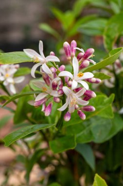 Mandalina ağacı ya da portakal ağacı ya da limon ağacı çiçeği