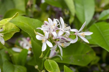 Mandalina ağacı ya da portakal ağacı ya da limon ağacı çiçeği