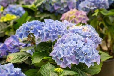 Çiçek fuarında ortanca macrophylla