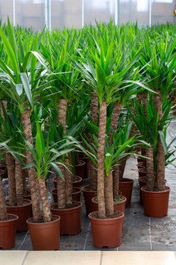 Yucca, İngilizce 'de yucca olarak da bilinen bir bitki cinsidir.