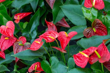 Flamingo çiçeği Anthurium sp. Anthurium andraeanum (Flamingo Çiçeği) Yaprak Çiçekleri.
