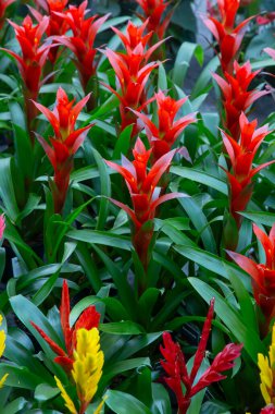 Tillandsia 'Antonio' (Tillandsia siyanea x Tillandsia platyrachis) serada