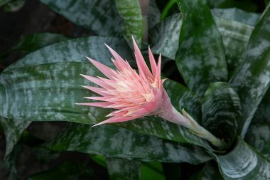 Aechmea fasciata çiçeği, Bromeliaceae familyasından bir çiçek türü..