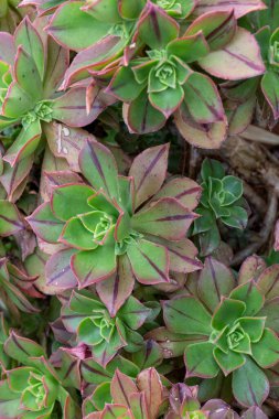 Aeonyum arboryum var. Atropurpureum sulu bitki