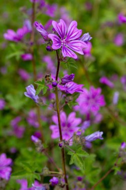 Yabani çiçek; Bilimsel adı: malva sylvestris