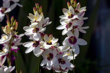 Ixia maculata, Iridaceae familyasından benekli Afrika zambağı olarak bilinen bir bitki türü.. 