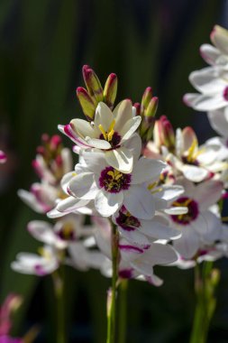 Ixia maculata, Iridaceae familyasından benekli Afrika zambağı olarak bilinen bir bitki türü.. 