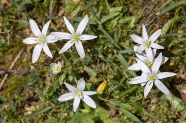 Ornithogalum umbellatum. Doğal ortamlarında yabani çiçekler.