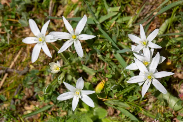 Ornithogalum umbellatum. Doğal ortamlarında yabani çiçekler.