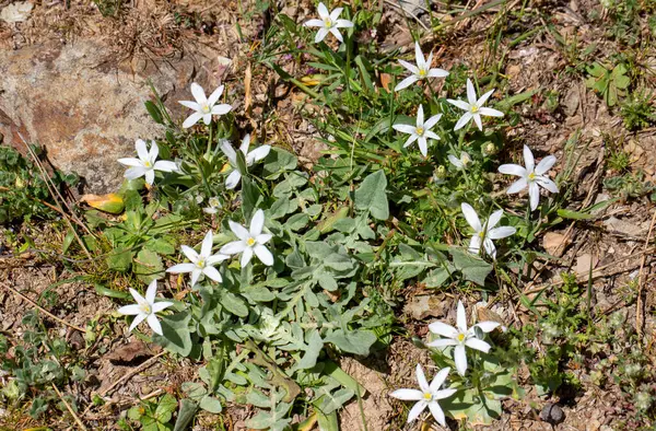 Ornithogalum umbellatum. Doğal ortamlarında yabani çiçekler.