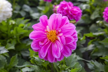 Bahçede yıldız çiçeği