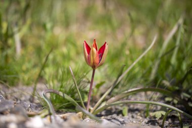 Türkçe adı: Manisa Lalesi - Bilimsel adı: Tulipa yetimhanesi