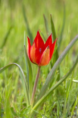 Türkçe adı: Manisa Lalesi - Bilimsel adı: Tulipa yetimhanesi