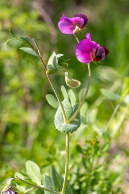 Lathyrus aphaca - Lathyrus sativus subsp. Afazi, Fabaceae familyasından bir bitki türü..