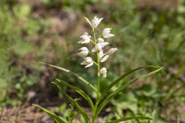 Cephalanthera longifolia, Orchidaceae familyasından bir orkide türüdür..