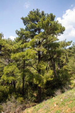 Çam, kozalaklı türlere verilen isimdir ve Pinaceae familyasının çam ağaçlarından gelen orman ağaçlarına verilen isimdir..