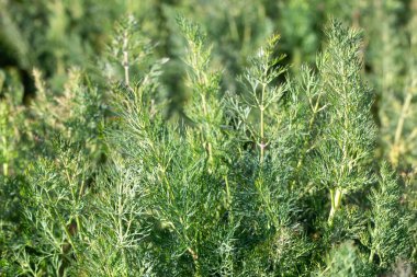 Yeşil dereotu - Anethum mezarlığı tarım bölgelerinde yetişir.