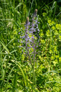 Scilla Hyacinthoides, Güney Avrupa 'dan Kuzey Irak' a kadar uzanan bir jeofildir. Bütün Scilla 'lar gibi o da soğanlı bir bitkidir..