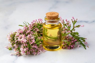 Şişede gerekli yağ ve çiçek açan kediotu bitkisi.