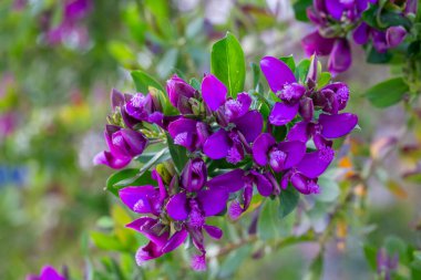 Polygala myrtifolia, Polygala cinsine ait bir bitki türüdür..