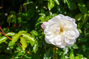 Bahçede beyaz gül açtı.