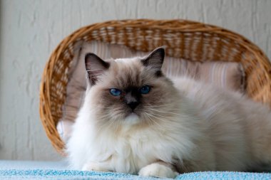 Sevimli oyuncak bebek kedi. Evcil hayvan..