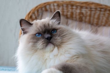 Sevimli oyuncak bebek kedi. Evcil hayvan..