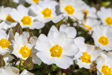 Kistaceae familyasının Kistus cinsini oluşturan beyaz veya pembe çiçekli bir bitki türüdür..