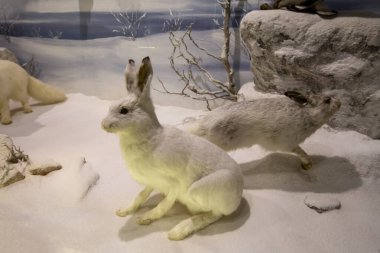 Kalambaka, Meteora, Yunanistan, 16 Şubat 2025, Meteora Doğal Tarih Müzesi ve Mantar Müzesi