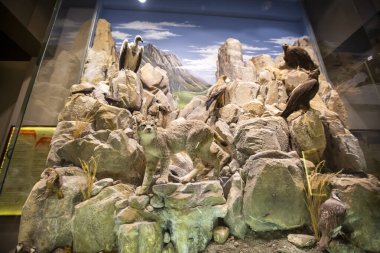 Kalambaka, Meteora, Yunanistan, 16 Şubat 2025, Meteora Doğal Tarih Müzesi ve Mantar Müzesi