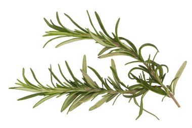 Biberiye beyaz arka planda izole edilmiş. Üst görüşlü biberiye dalları kümesi.