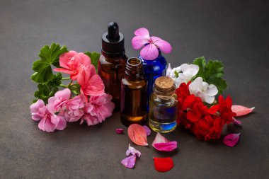 Sardunya çiçeği ve sardunya yağı