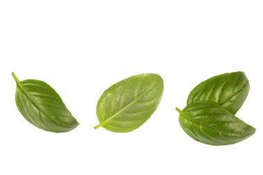 Beyaz arkaplanda taze fesleğen yaprakları