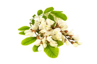 Beyaz arka planda yaprakları olan çiçek açan akasya, Akasya çiçekleri, Robinia psödoacia, Beyaz akasya