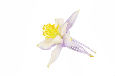 Aquilegia, Ranunculaceae familyasına ait bir cinstir..