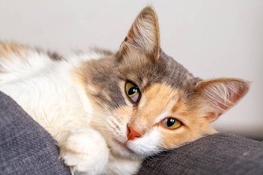Pet animal, cute calico cat