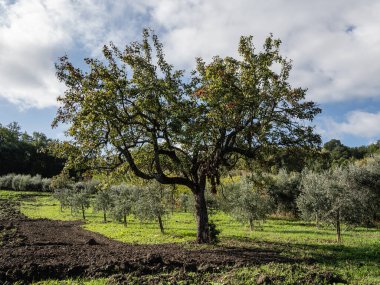 Bahçedeki zeytin ağacı