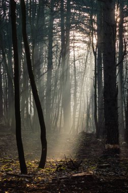 Vertical image of sun rays in a forest on a misty morning