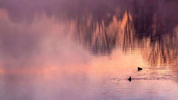 日出时两只在湖中游泳的鸭子的轮廓 — 图库照片