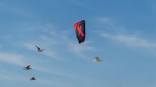 Red Kiteboarding Kite Gulls Blue Sky Sunny Day — Stock Photo, Image