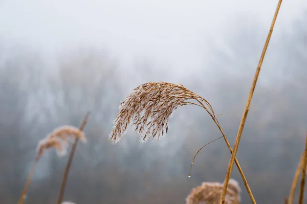 Close Reeds Dewdrops Misty Winter Day — Stock Photo, Image