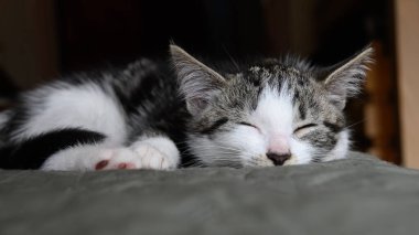 Close-up of a peaceful kitten asleep, showcasing its delicate features and soft fur in a tranquil resting pose clipart