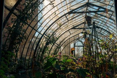 Vintage cam bir seranın yanında, güneş ışığı altında canlı bitkiler kemerli cam panellerden yayılarak huzurlu ve botanik bir atmosfer yaratırlar..